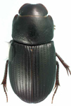 Ataenius opatroides